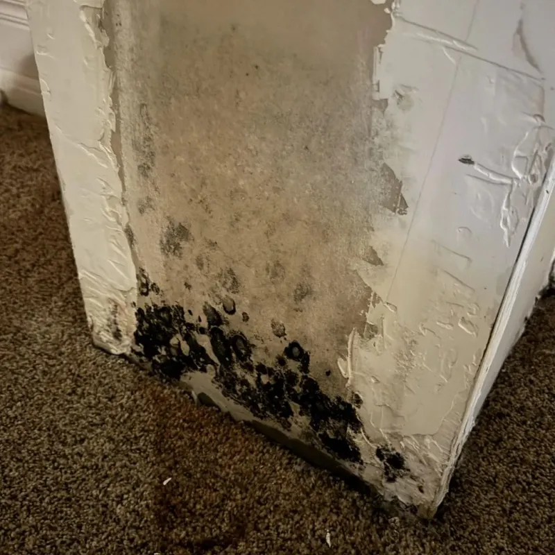 Professional Mold Removal in Crystal City, TX